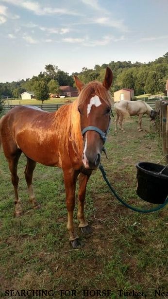 SEARCHING FOR HORSE Tucker,  Near unknown, TN,  99999
